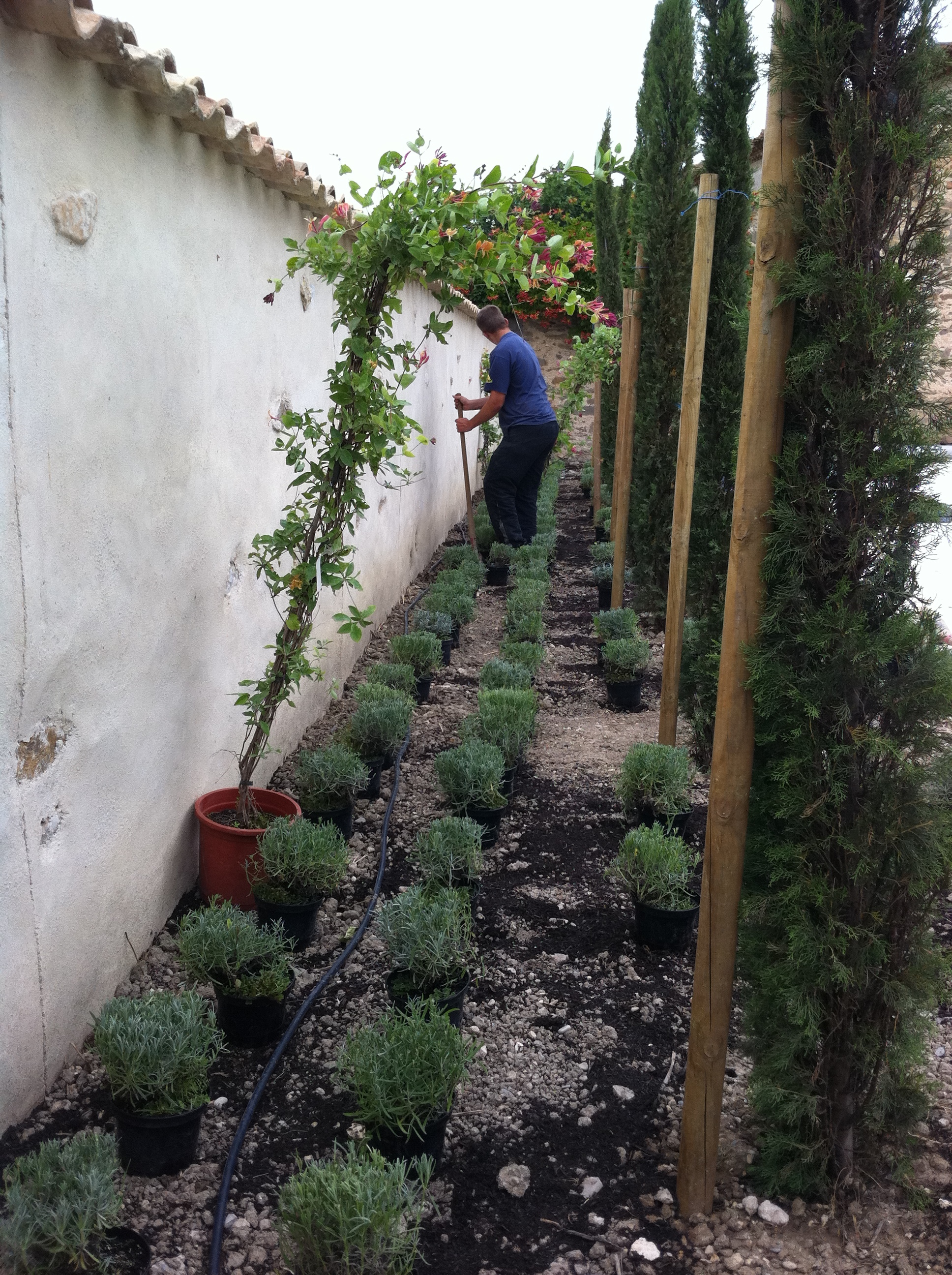 placing and planting italian cypress 'stricta'