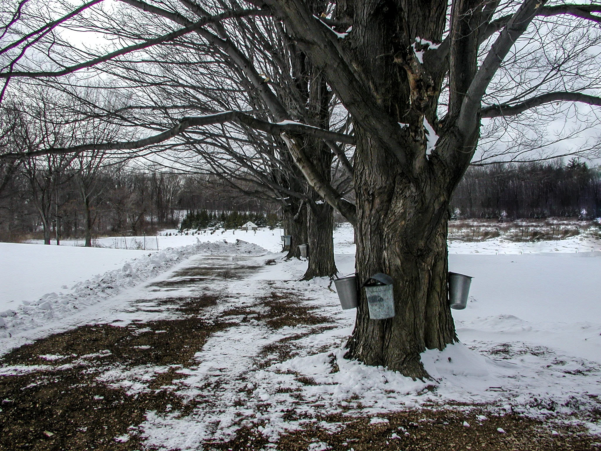 Maple trees lines up and tapped. Ready for the sap to run!