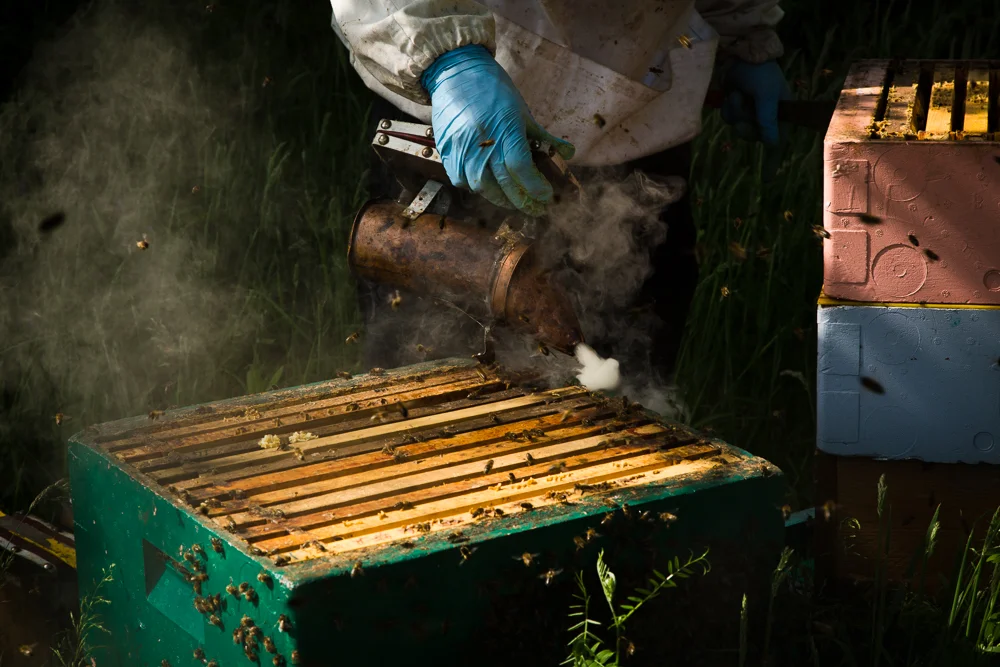 Galtee Bees (4 of 17).jpg