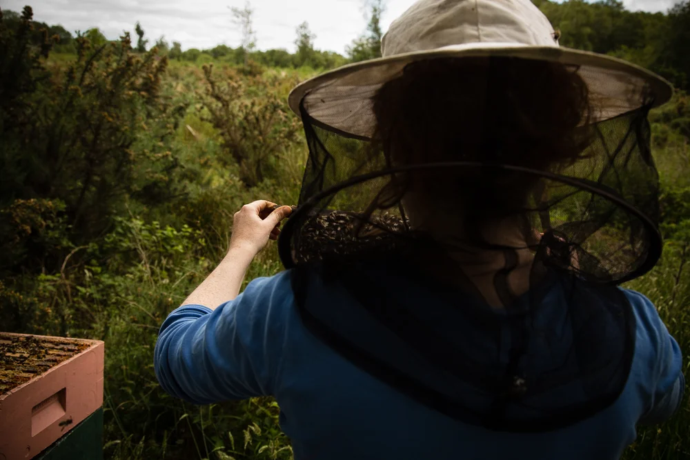 Galtee Bees (5 of 17).jpg