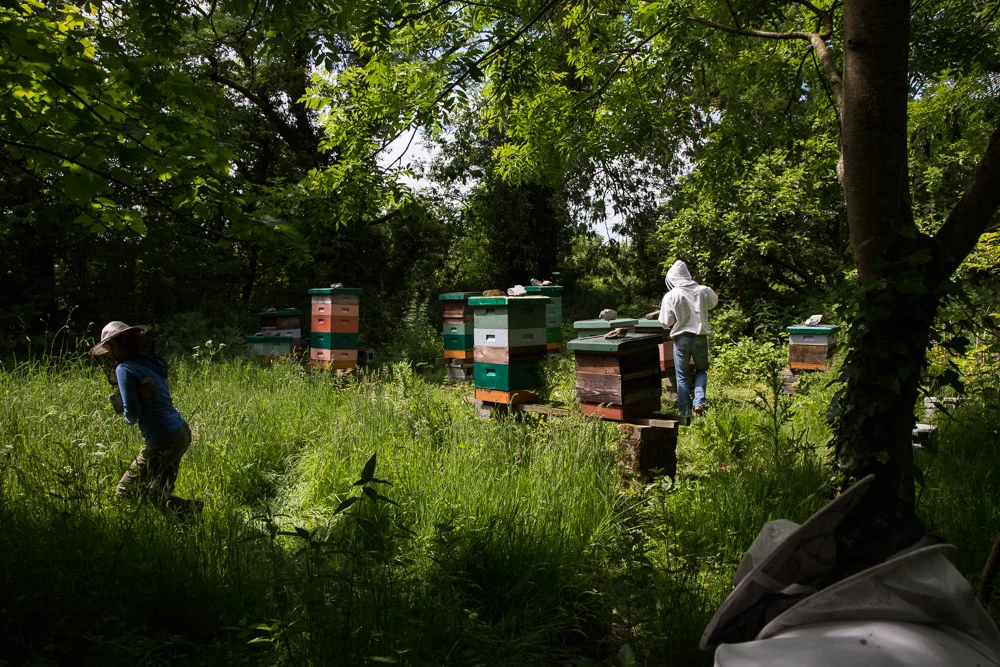 Galtee Bees (6 of 17).jpg