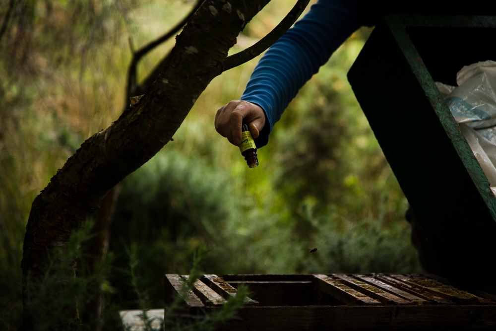 Galtee Bees (9 of 17).jpg