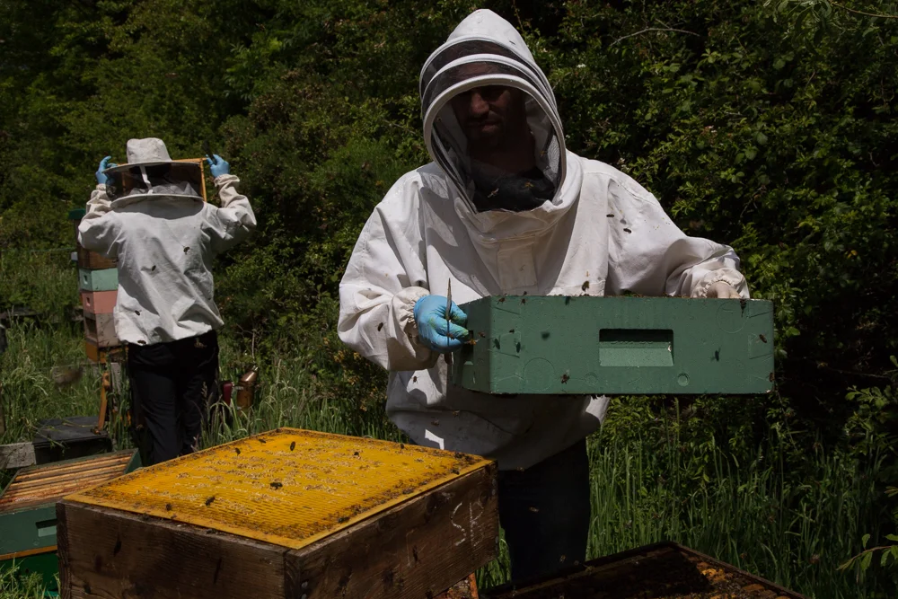 Galtee Bees (8 of 17).jpg