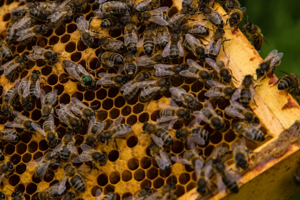 Galtee Bees (10 of 17).jpg