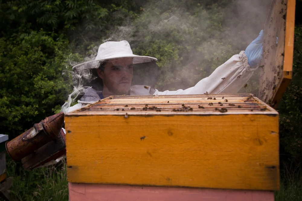 Galtee Bees (11 of 17).jpg