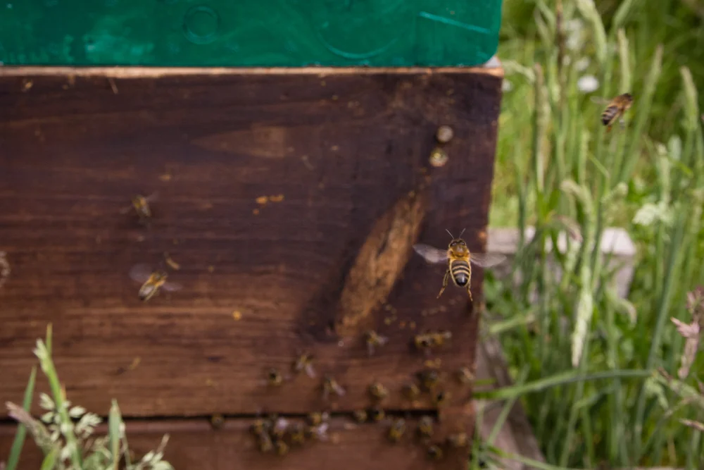 Galtee Bees (13 of 17).jpg