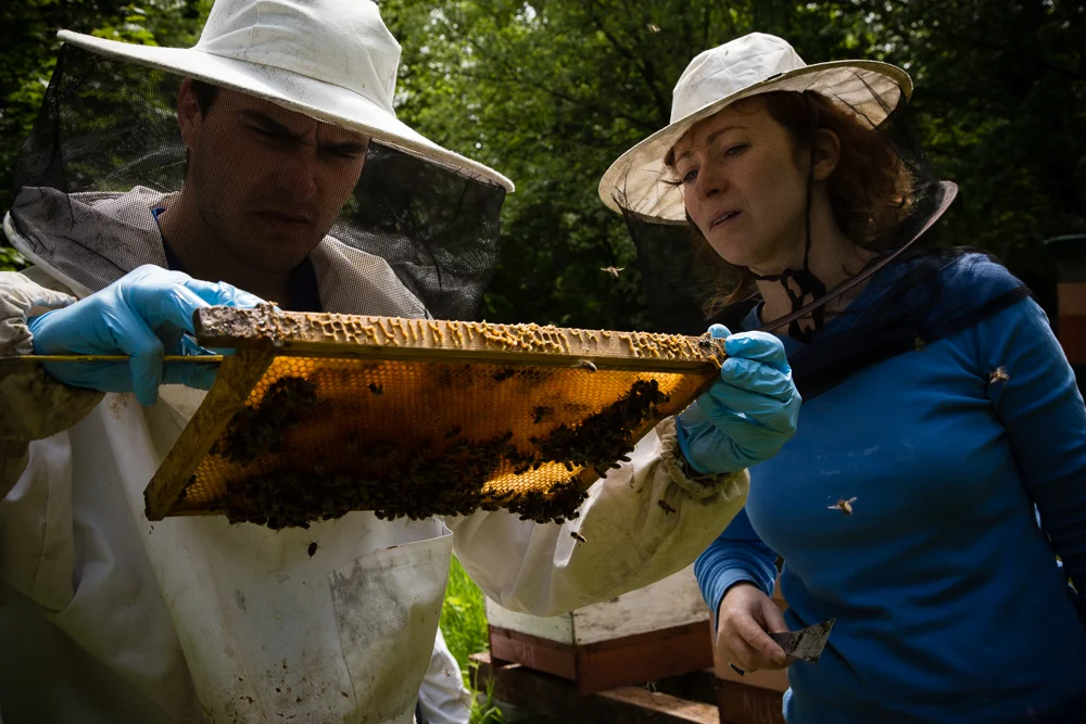 Galtee Bees (16 of 17).jpg
