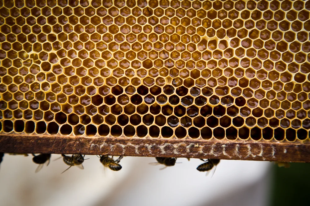 Galtee Bees (17 of 17).jpg