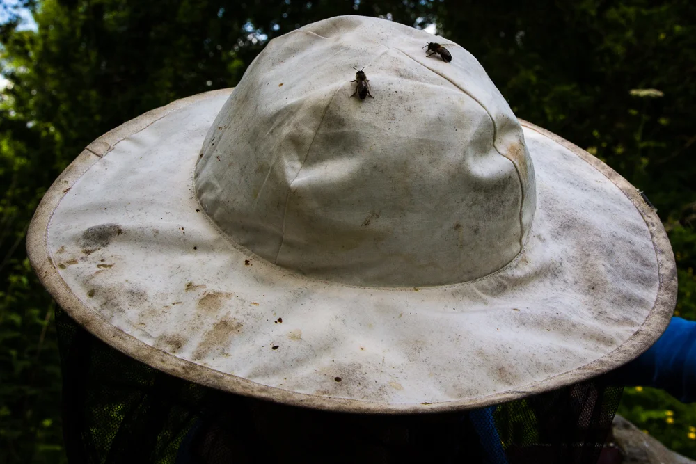 Galtee Bees (31 of 3).jpg