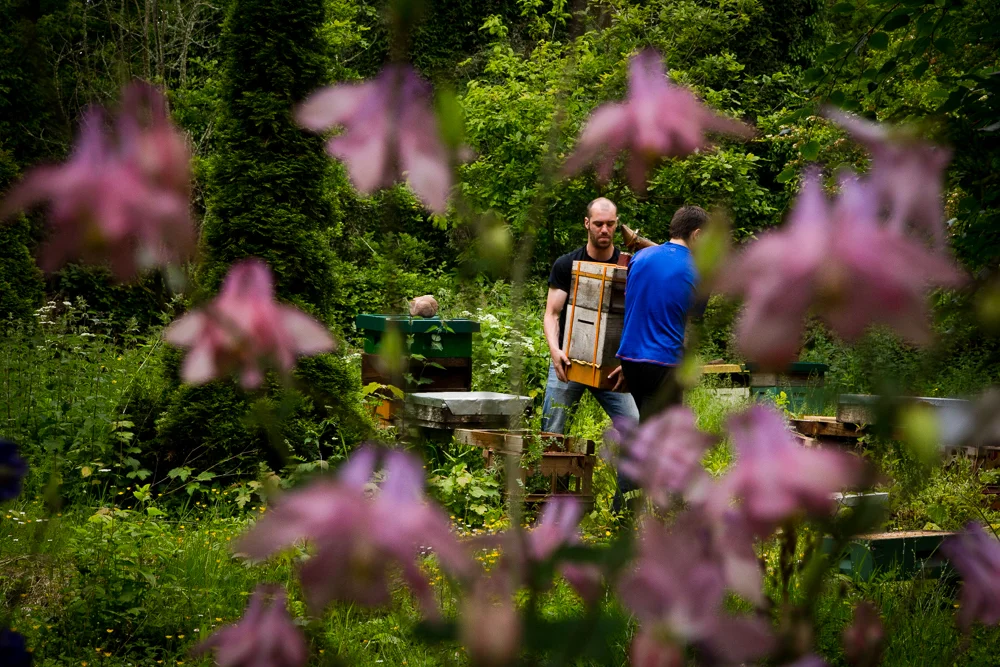 2015_06_15 Galtee Bees-2907.jpg