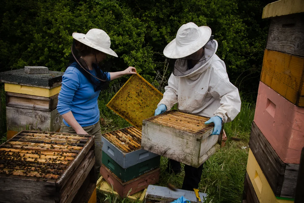 Galtee Bees (33 of 3).jpg