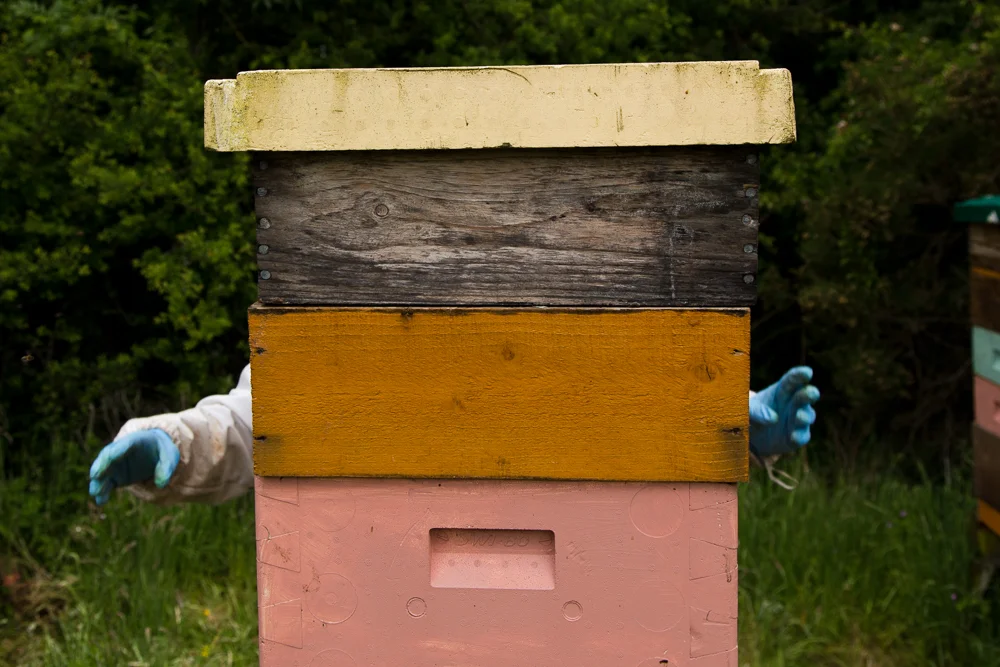 2015_06_15 Galtee Bees-2993.jpg