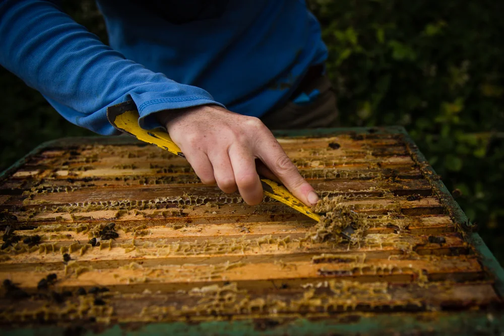 2015_06_15 Galtee Bees-3372.jpg