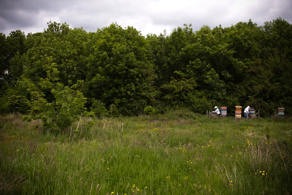 2015_06_15 Galtee Bees-2998.jpg