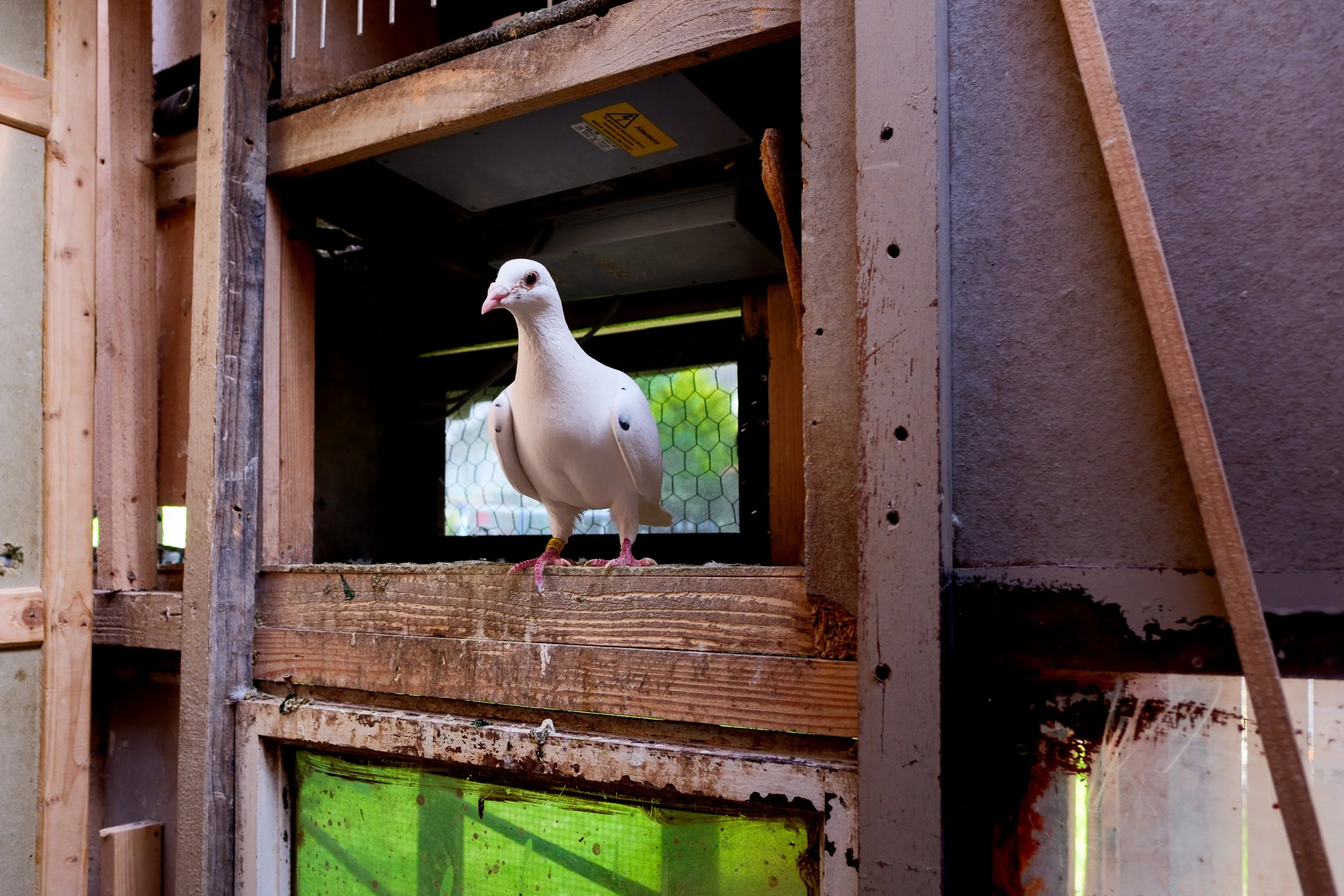  Pigeon inside a loft. Cashel, Co. Tipperary, 22 Jun 2025. 