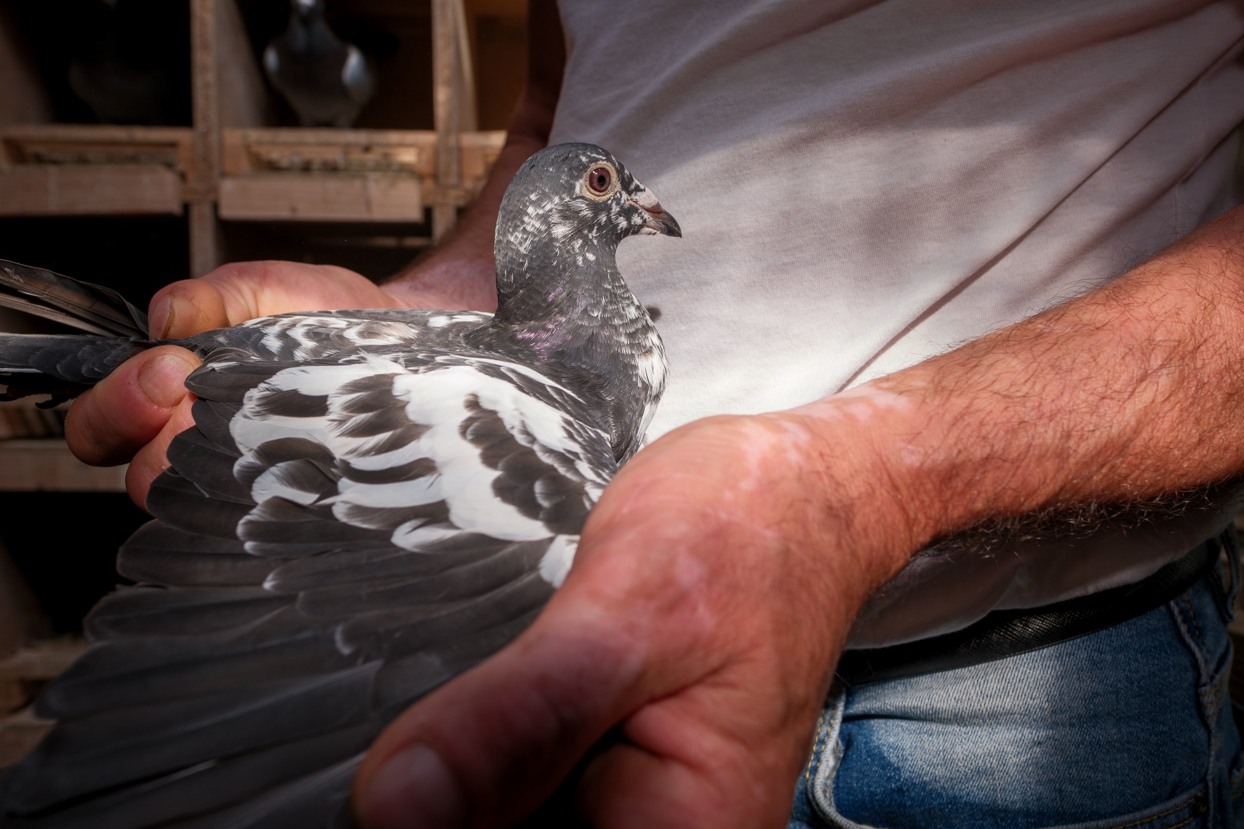  Marek holding a pigeon inside a loft. Cashel, Co. Tipperary, 22 Jun 2025. 