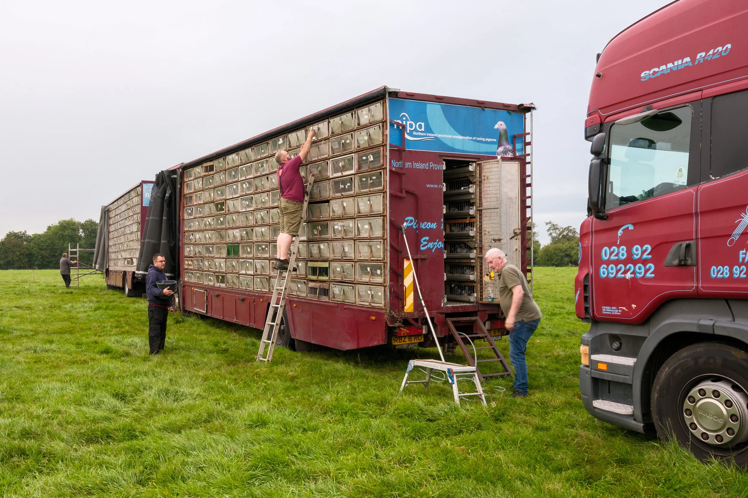  Preparation for a release of NIPA pigeons from Thurles, Co. Tipperary. 10 Aug 2025.  
