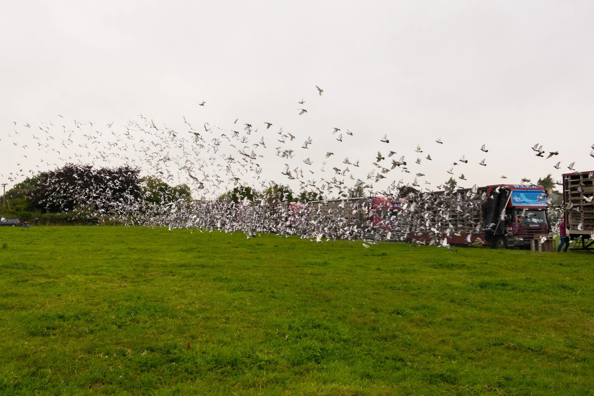 Release of NIPA pigeons from Thurles, Co. Tipperary. 10 Aug 2025.  