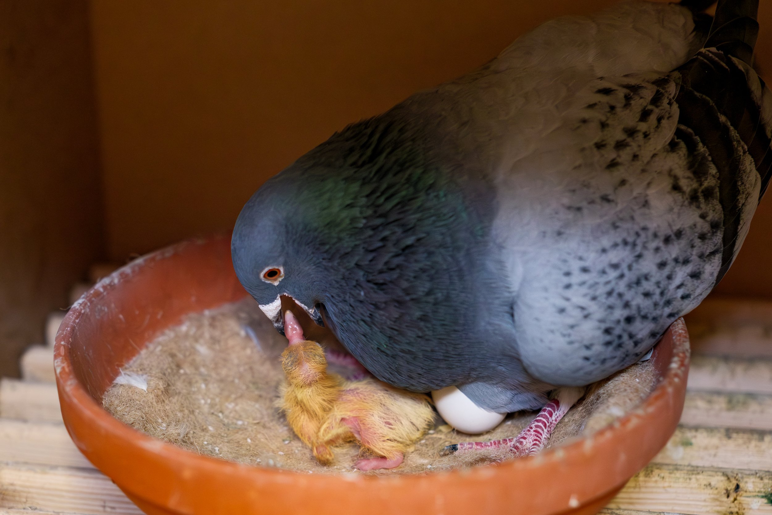  Pigeon feeding its chick. Cashel, Co. Tipperary, 08 Mar 2026. 
