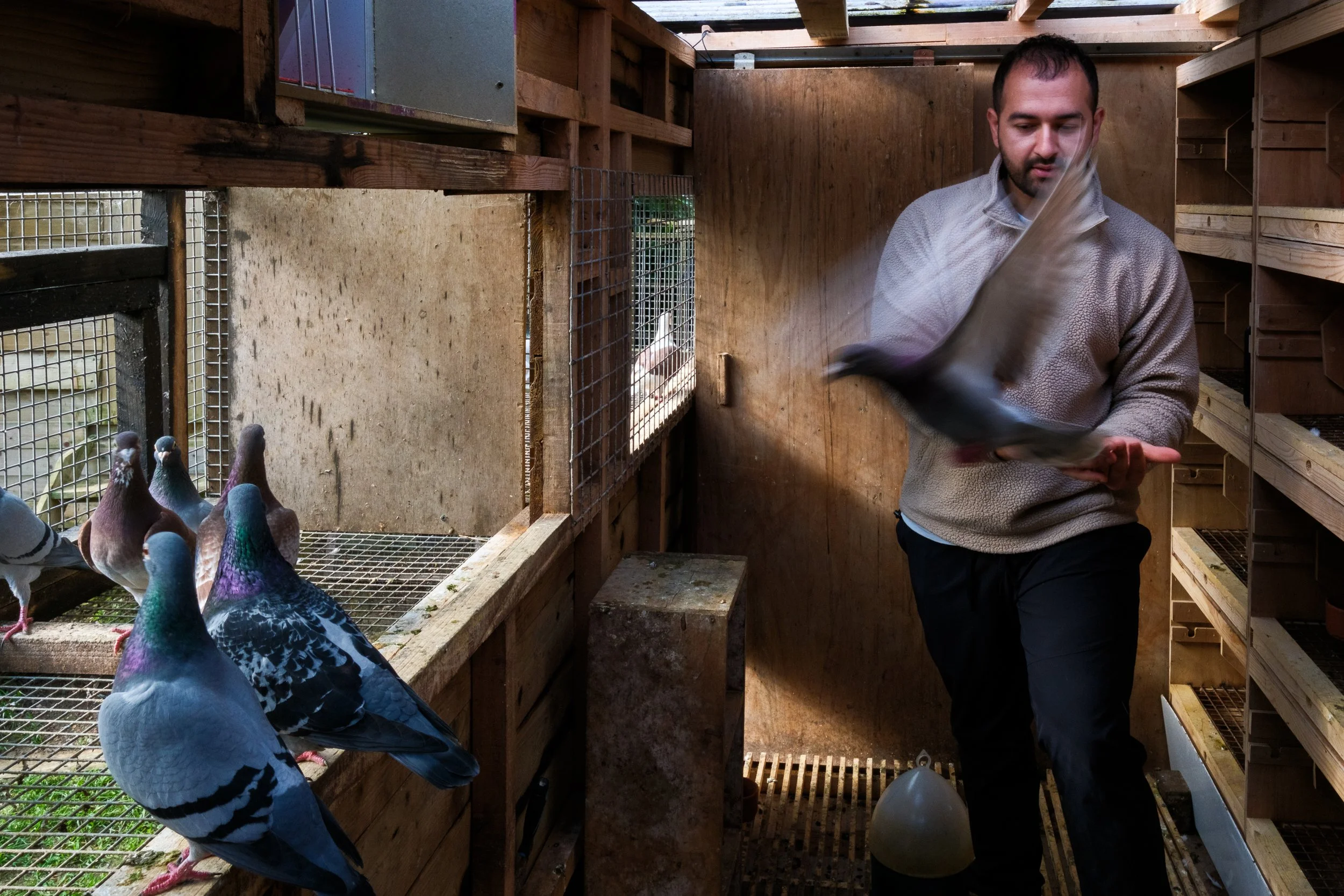  Kearoles inside a pigeon loft. Cahir, Co. Tipperary. 25 Apr 2026. 