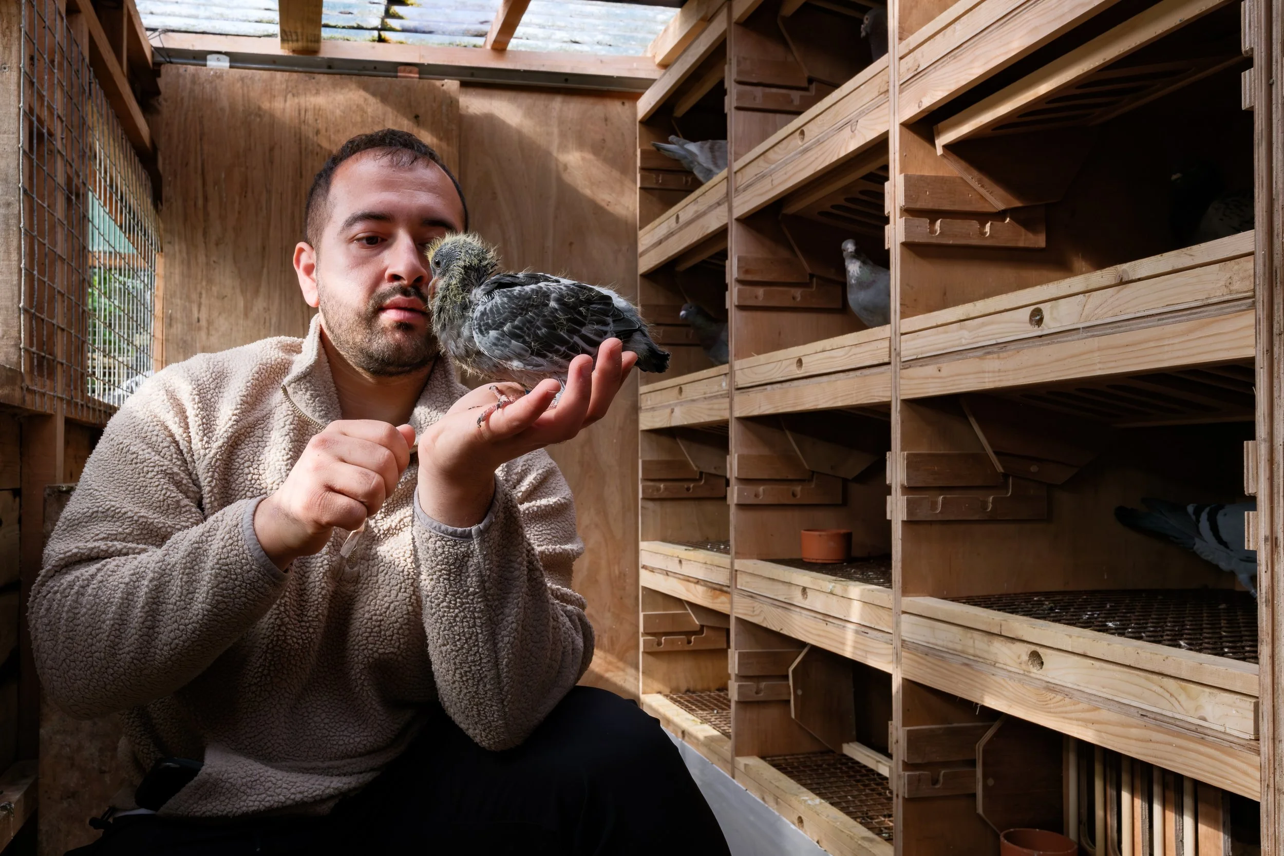  Kearoles inside a pigeon loft. Cahir, Co. Tipperary. 25 Apr 2026. 