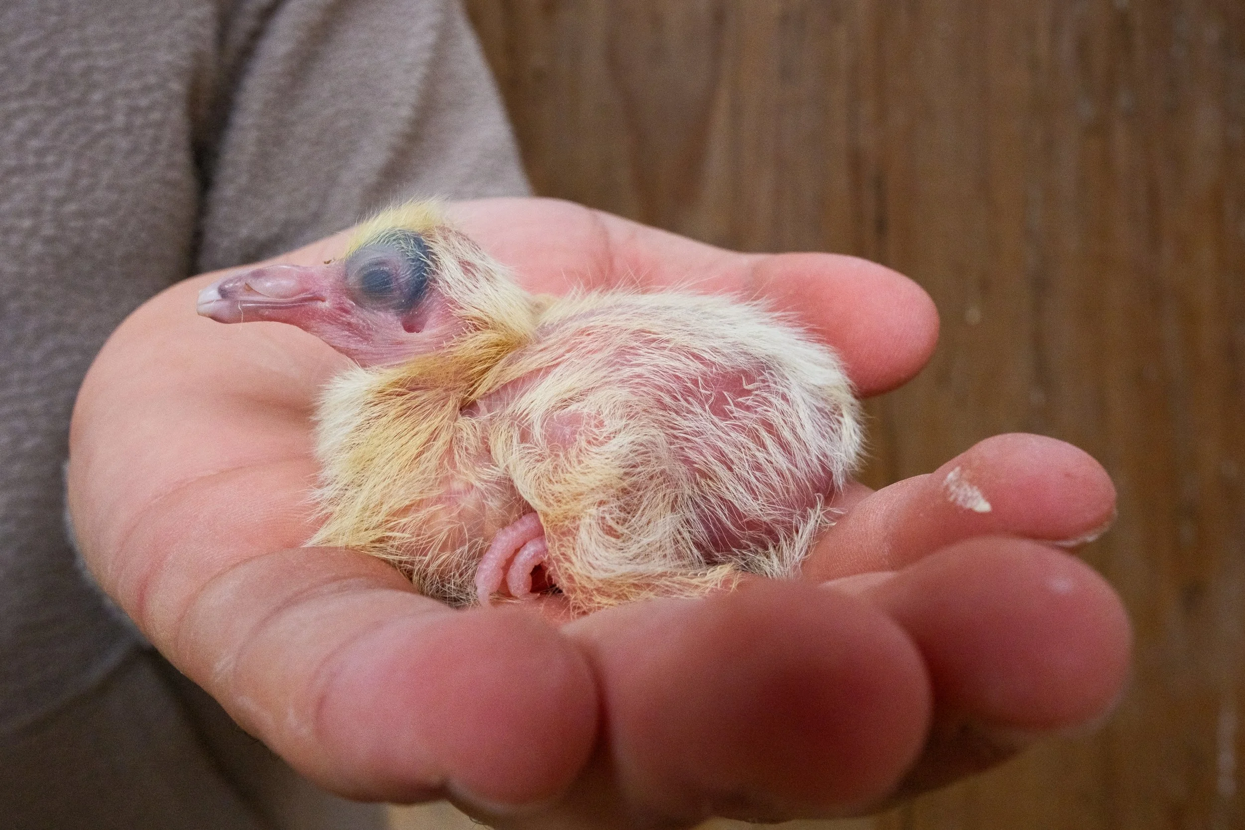  Kearoles holding a chick. Cahir, Co. Tipperary 25 April 2026. 