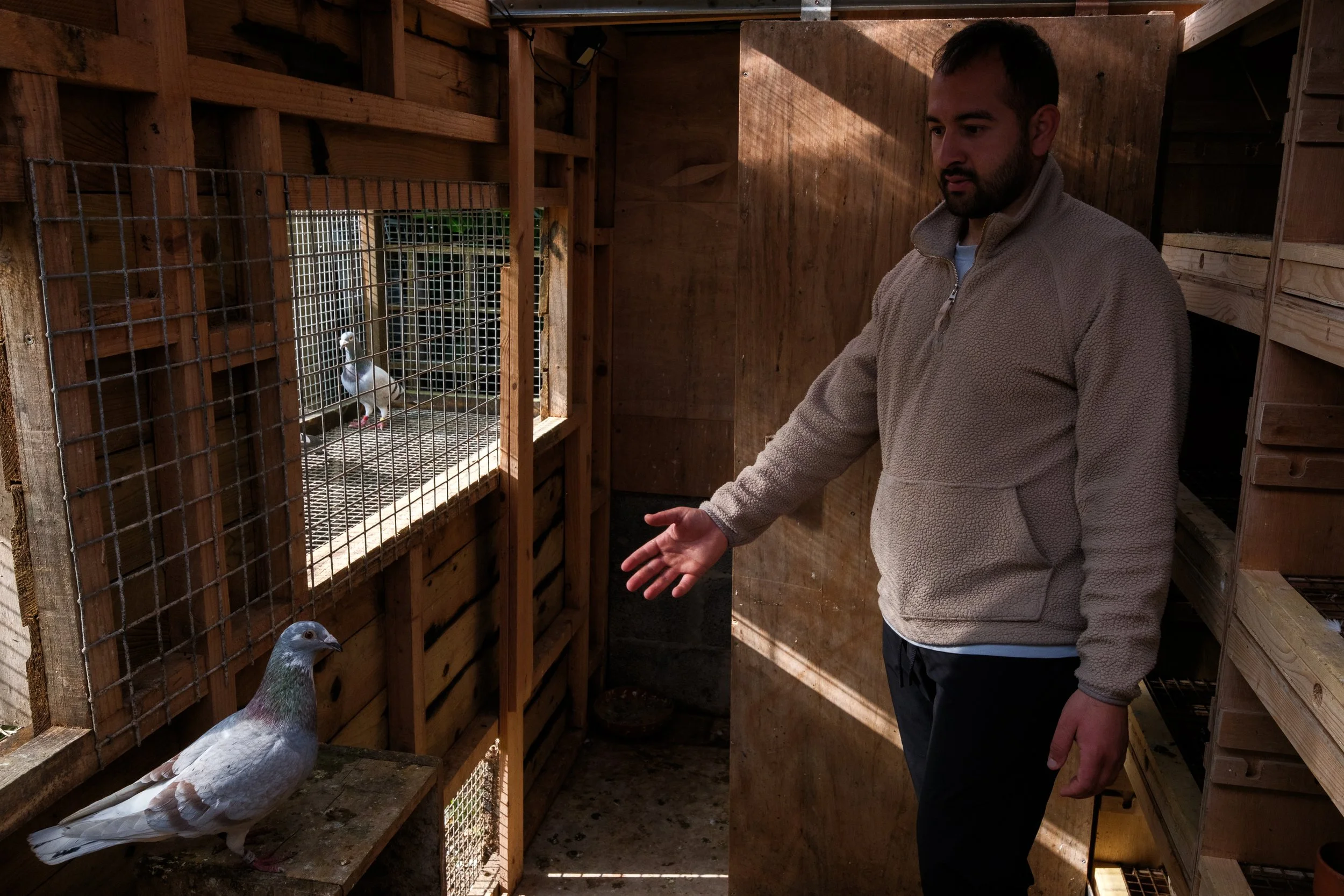  Kearoles inside a pigeon loft. Cahir, Co. Tipperary. 25 Apr 2026. 