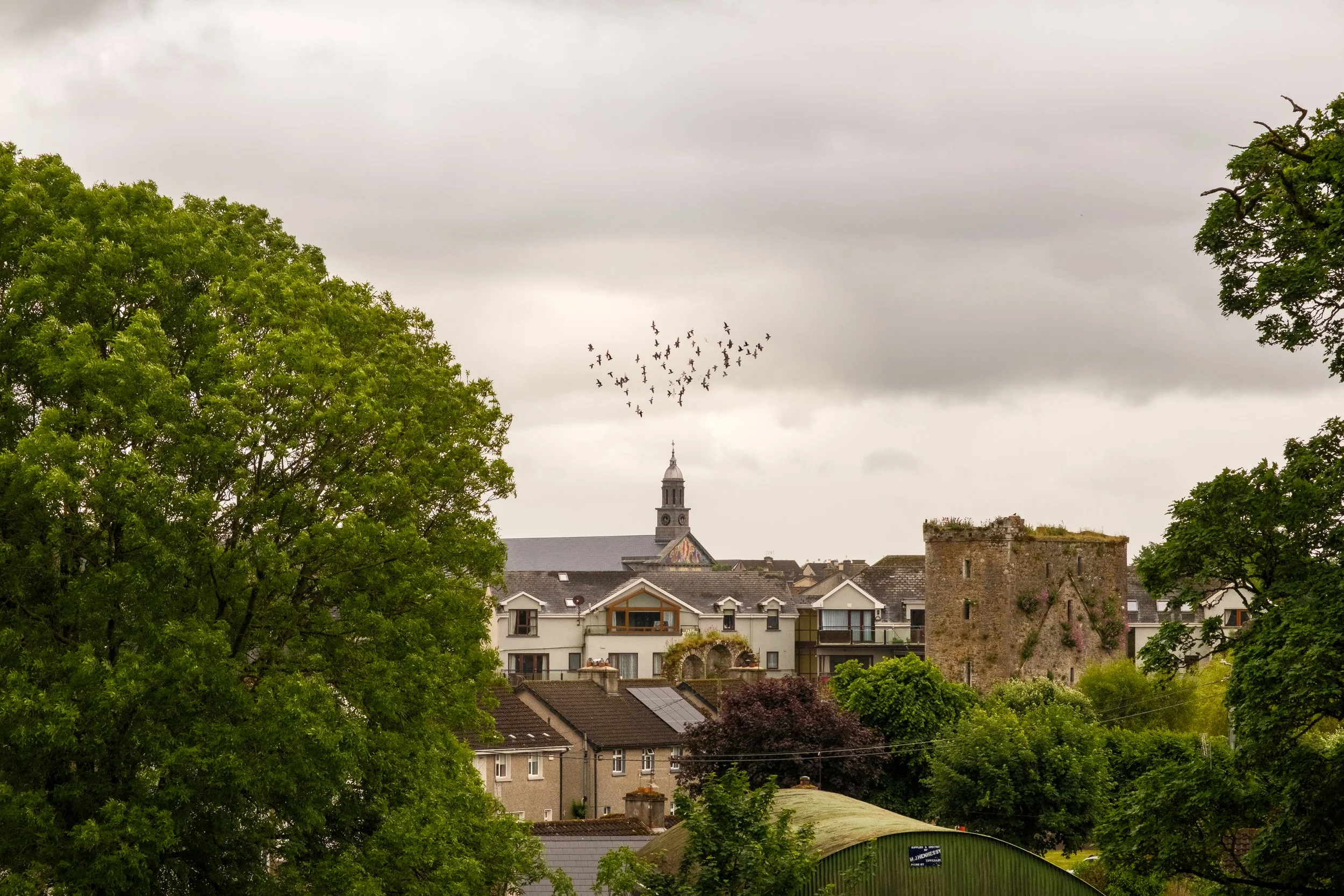  Pigeons in training flight. Cashel, Co. Tipperary. 03 Jun 2026. 