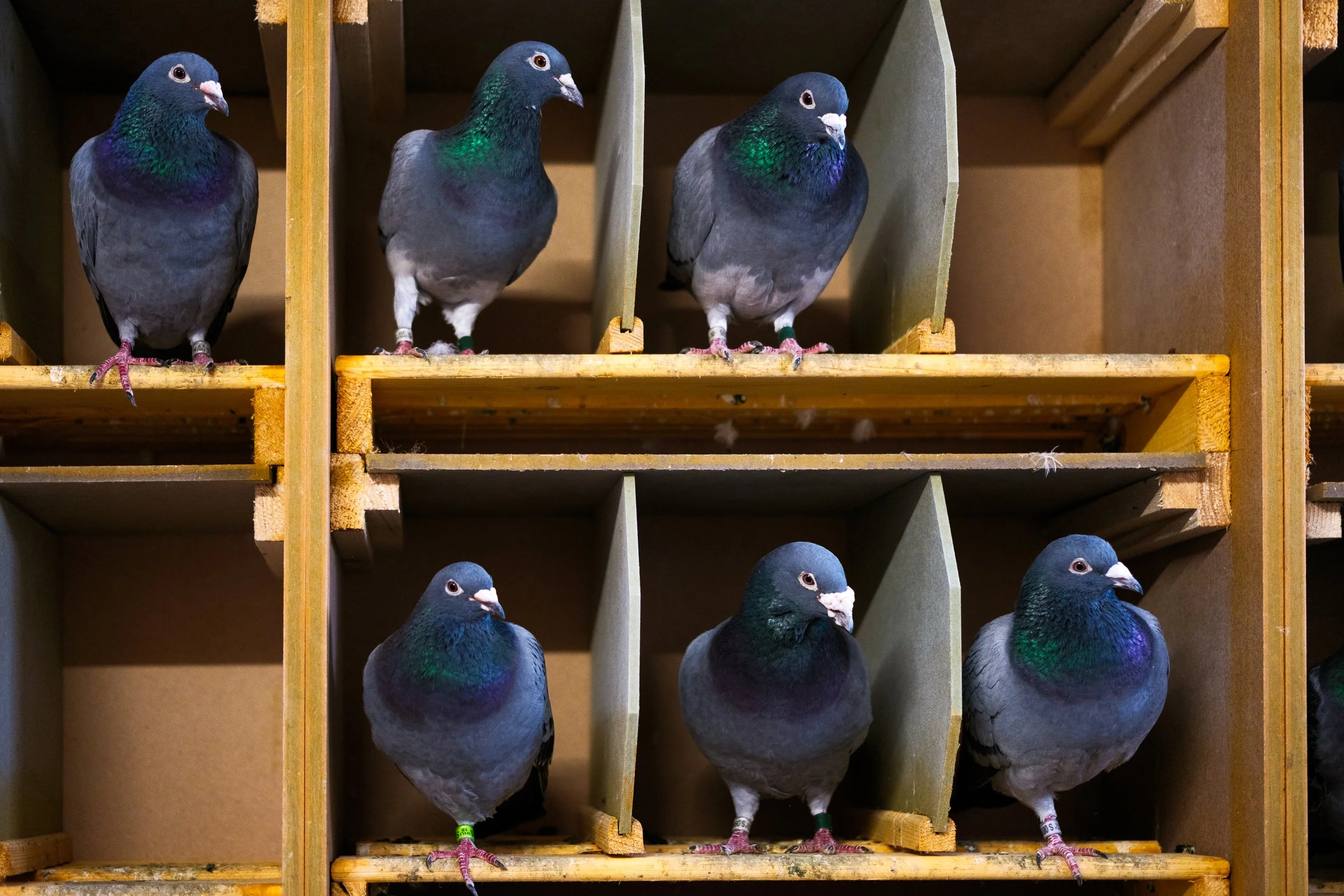  Pigeons inside a loft. Cashel, Co. Tipperary, 08 Mar 2026. 