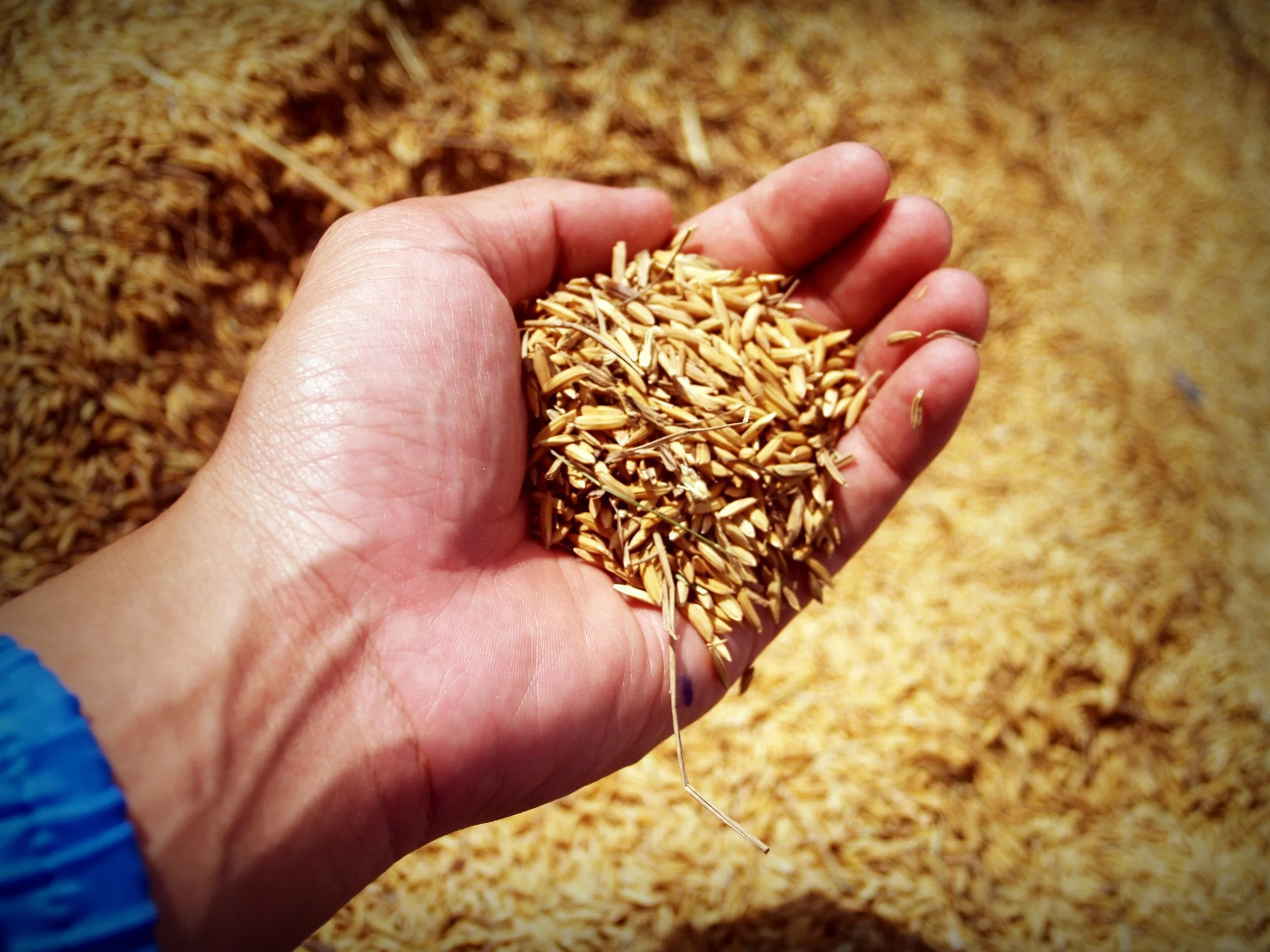 Whiskey Nips: Barley’s Role in Bourbon