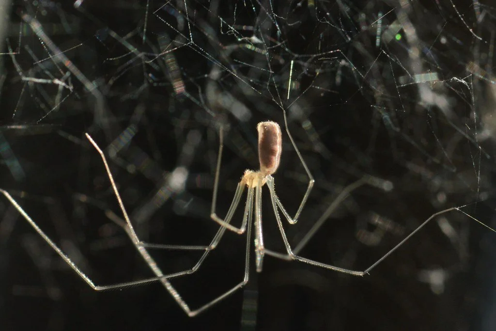 Meet The Bourbon Spider