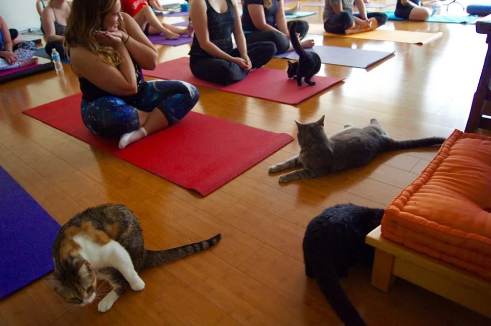 all yoga with cats Photos by: Kelly Carr
