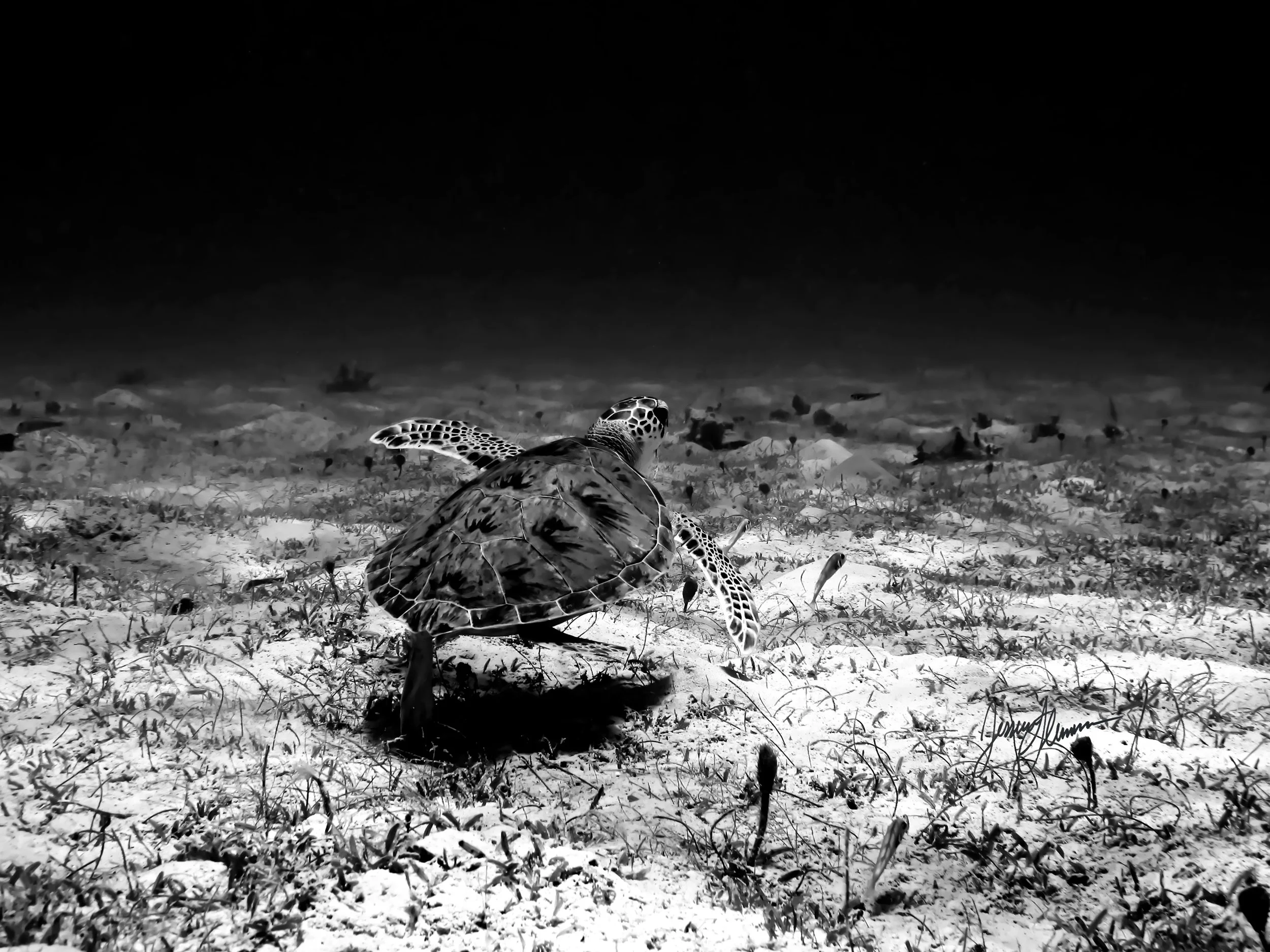 grassyturtle.jpg