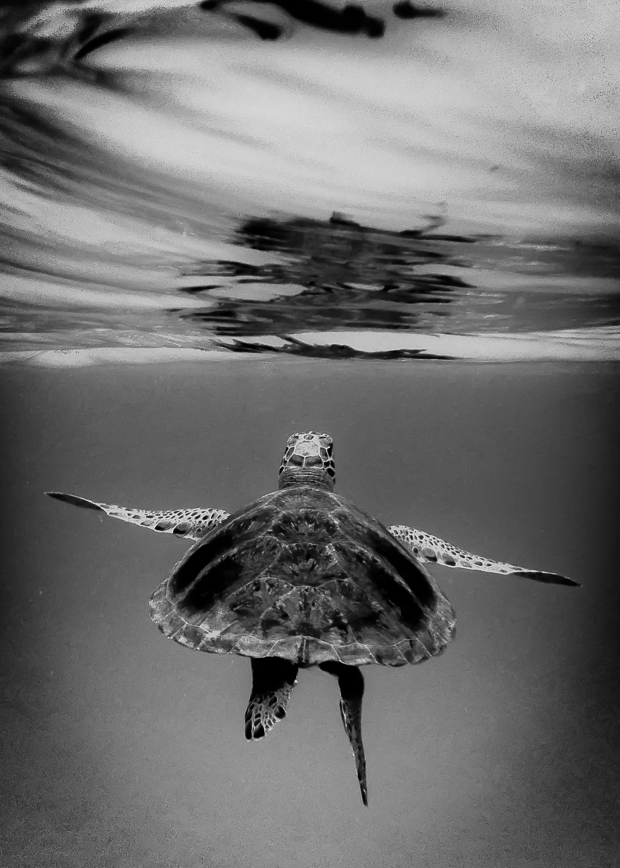 babyturtle.jpg