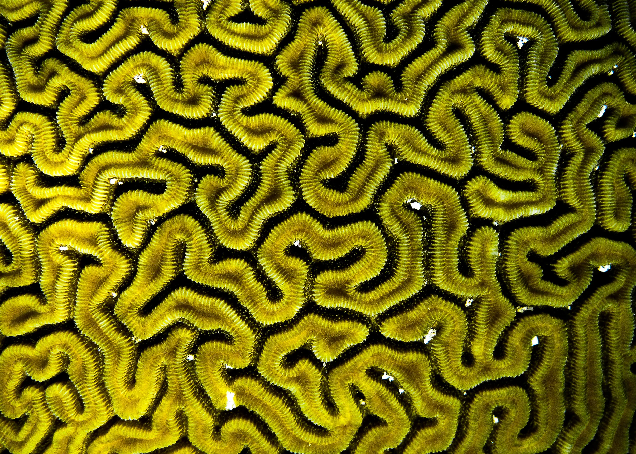 coralmaze.jpg