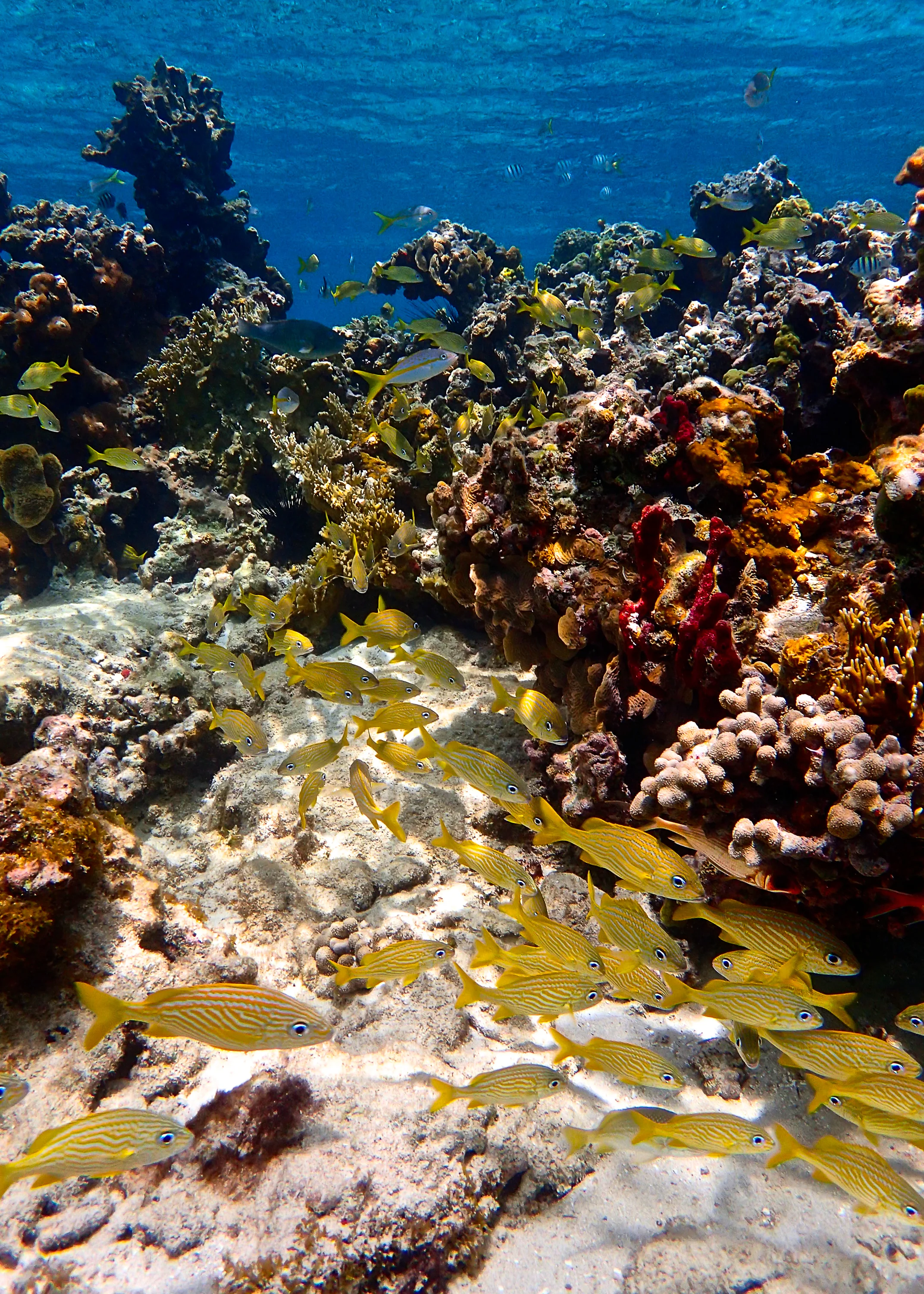 patchreef.jpg