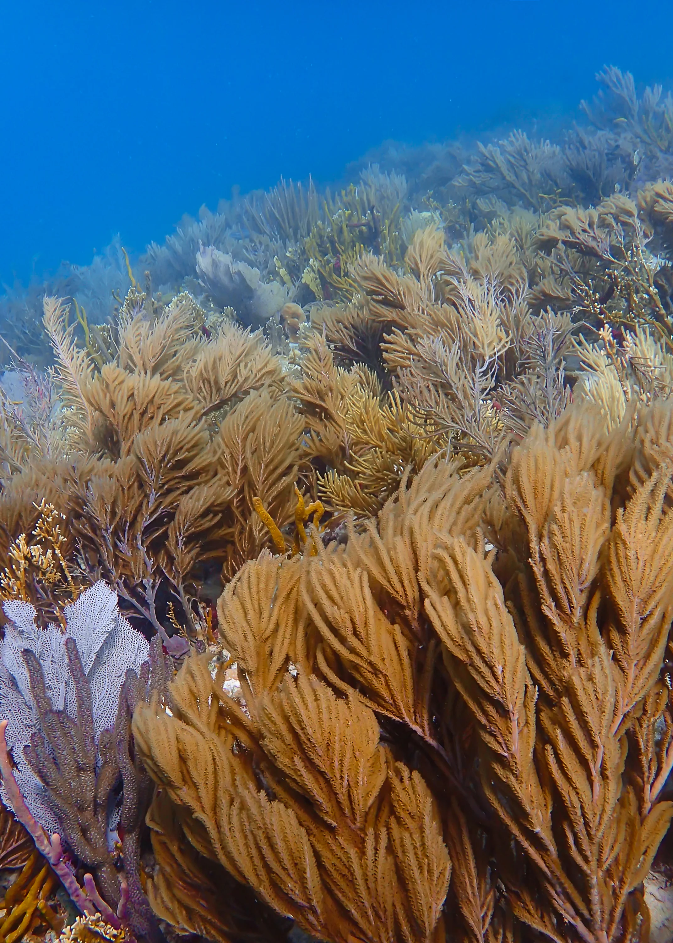 reefplums.jpg