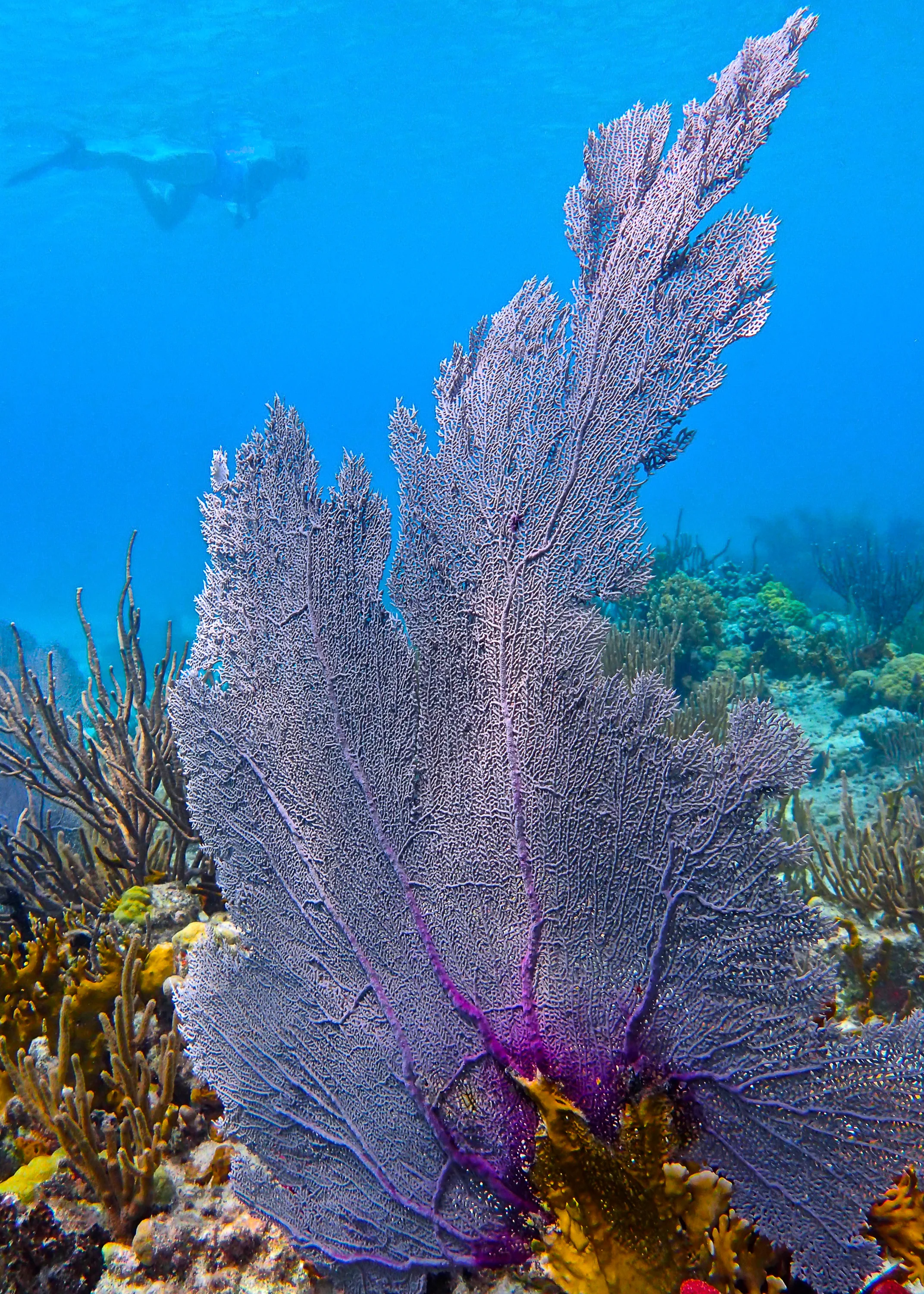 reefsnorkel.jpg