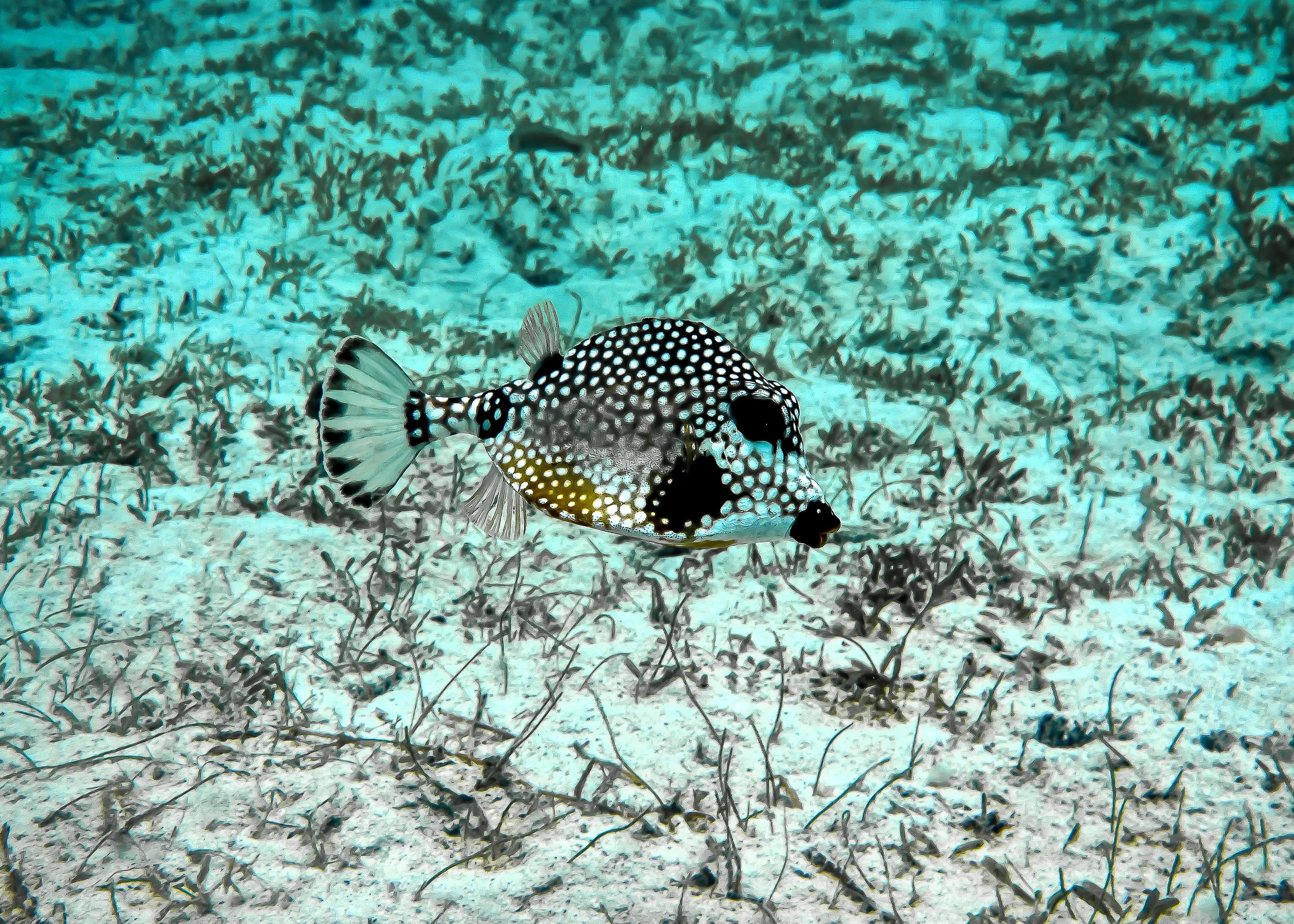 spots.jpg