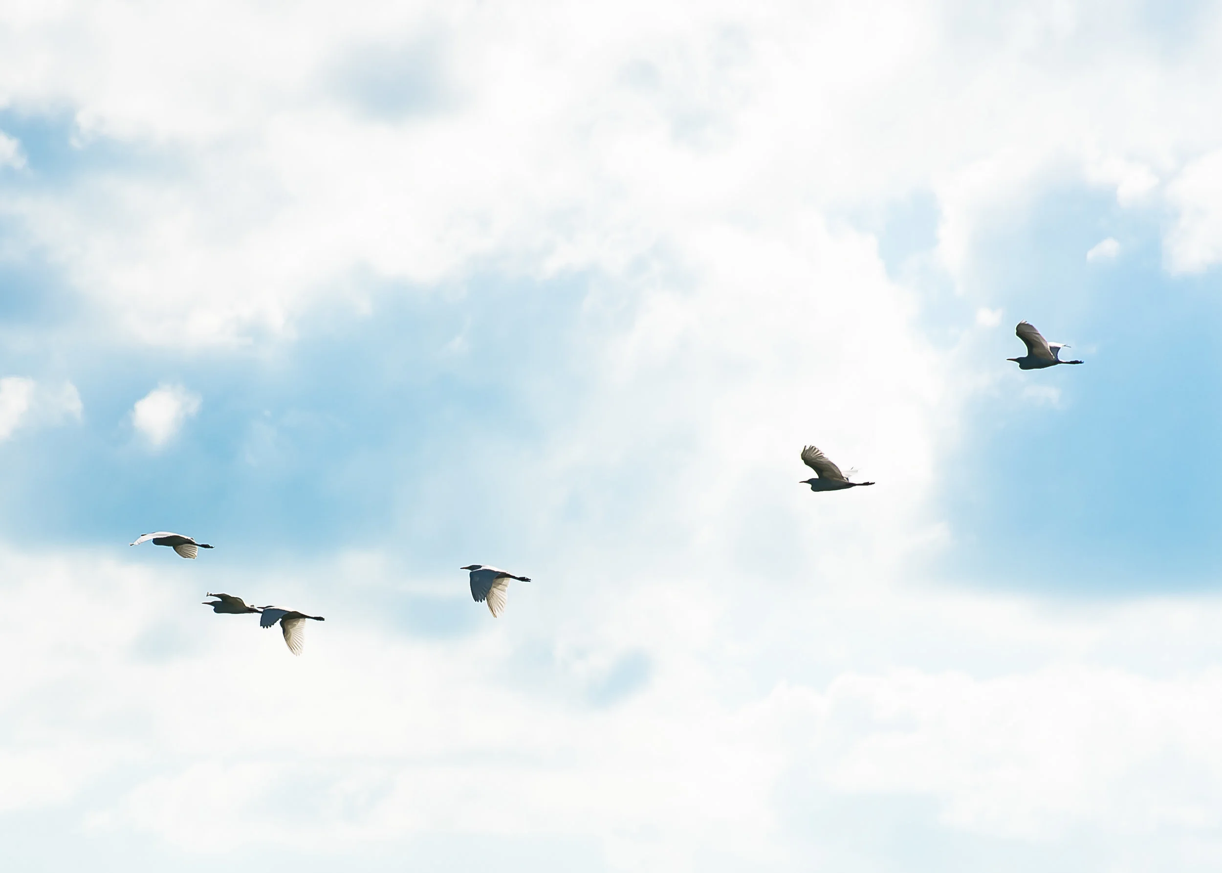 003flock.jpg