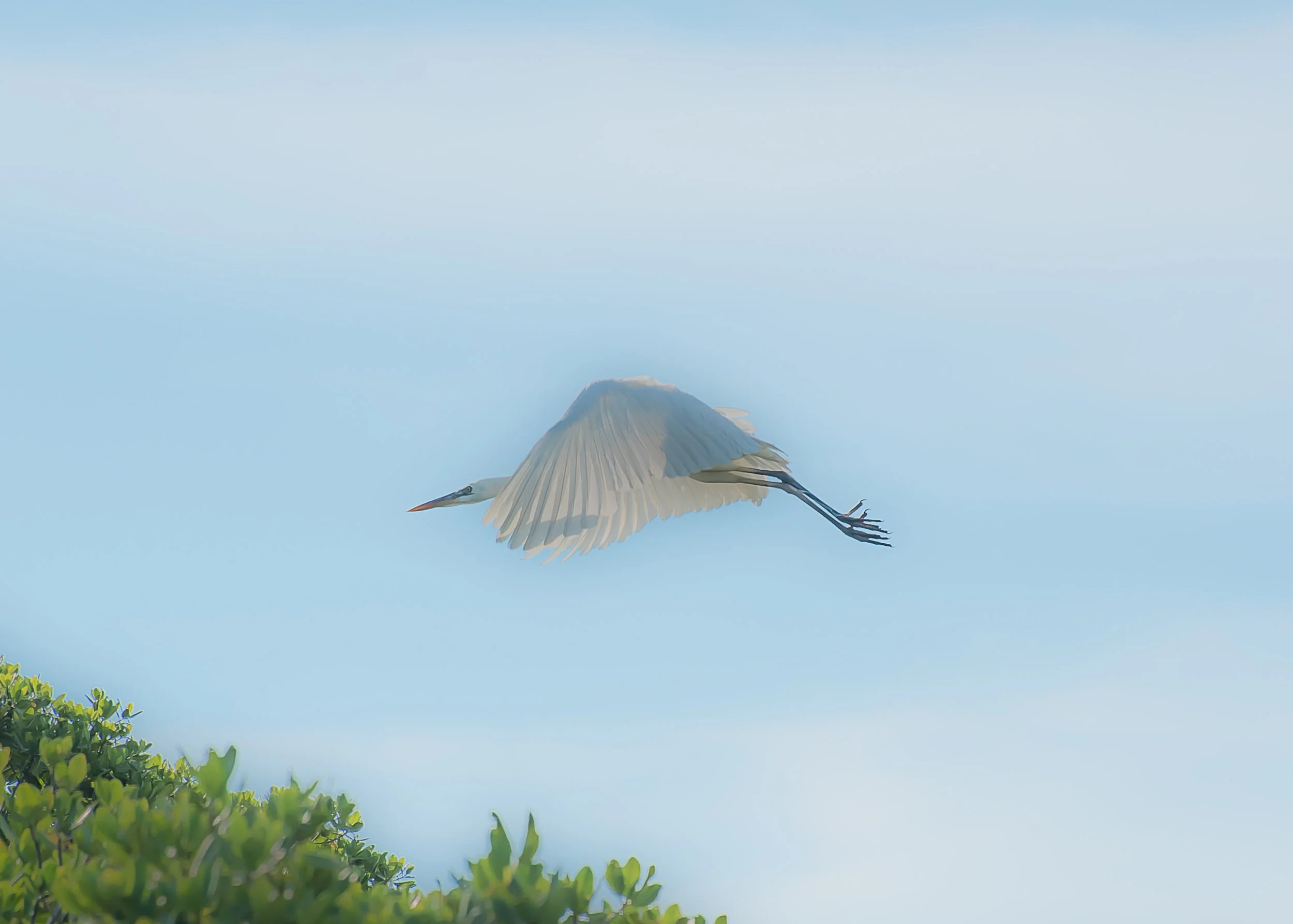 005flyhigh.jpg