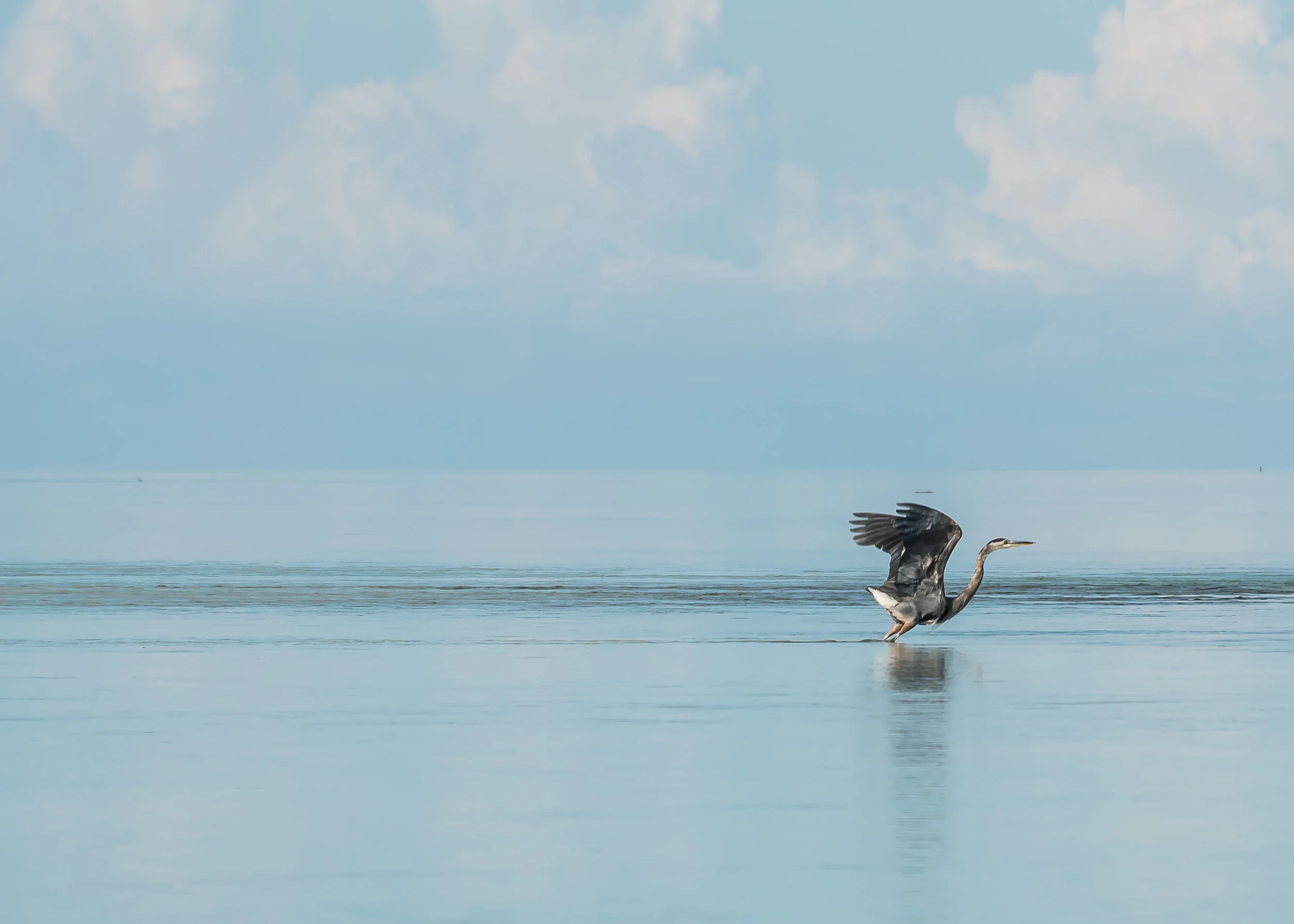 006greatblue.jpg