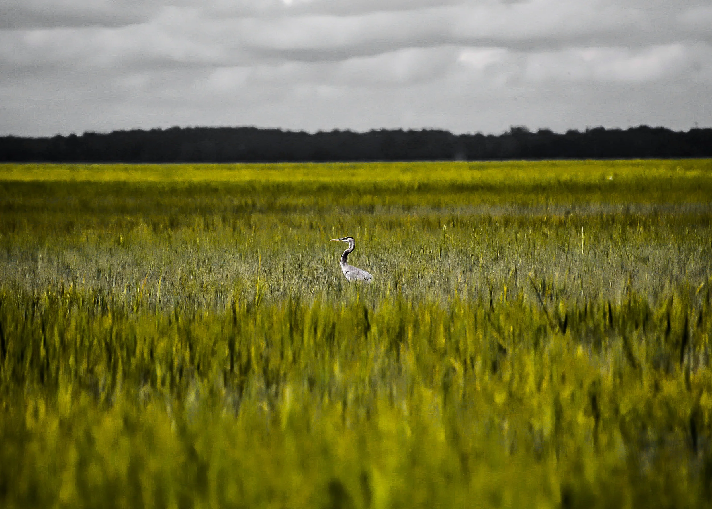 009marshheron.jpg