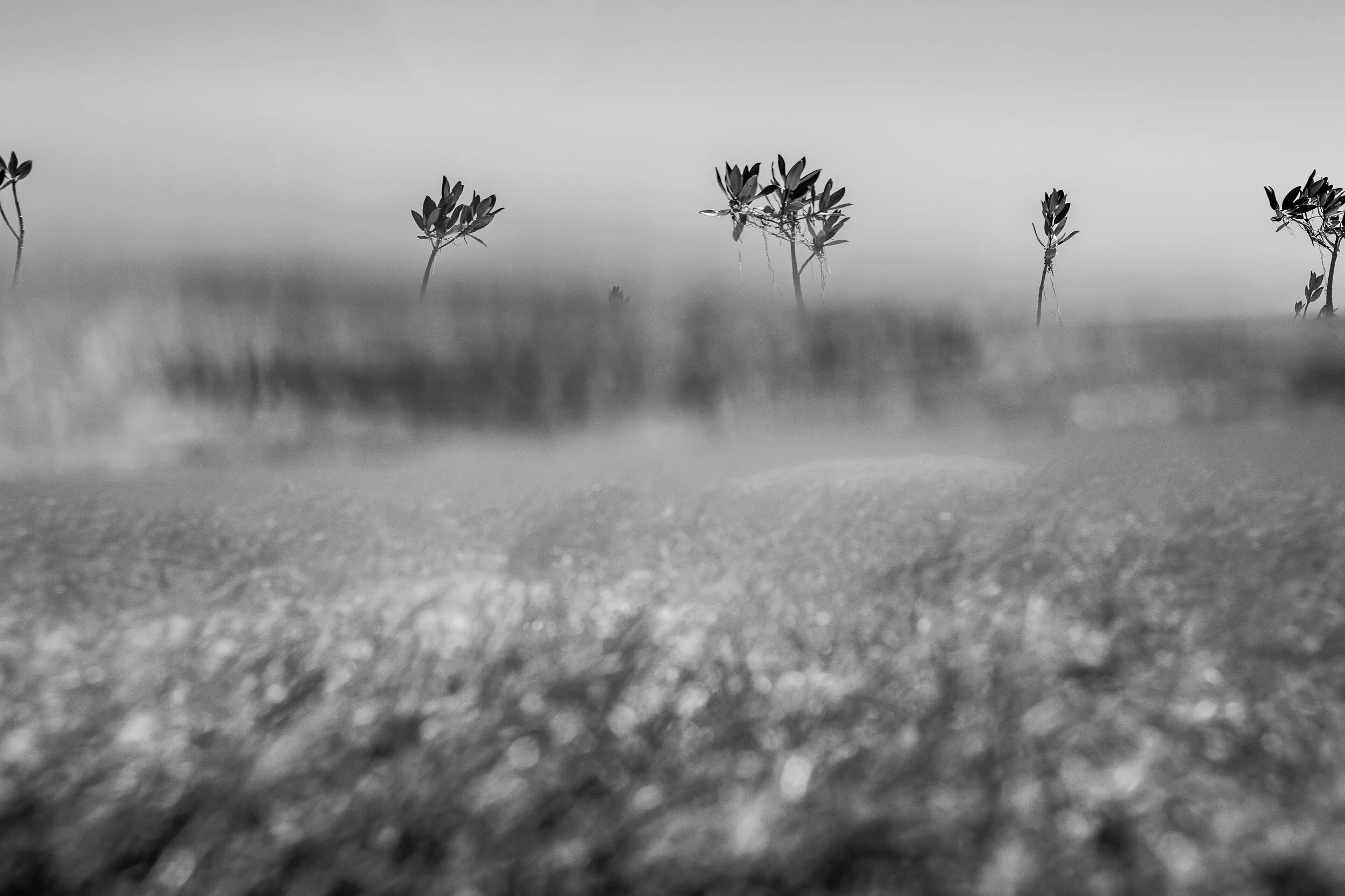 IMG_7513.jpg