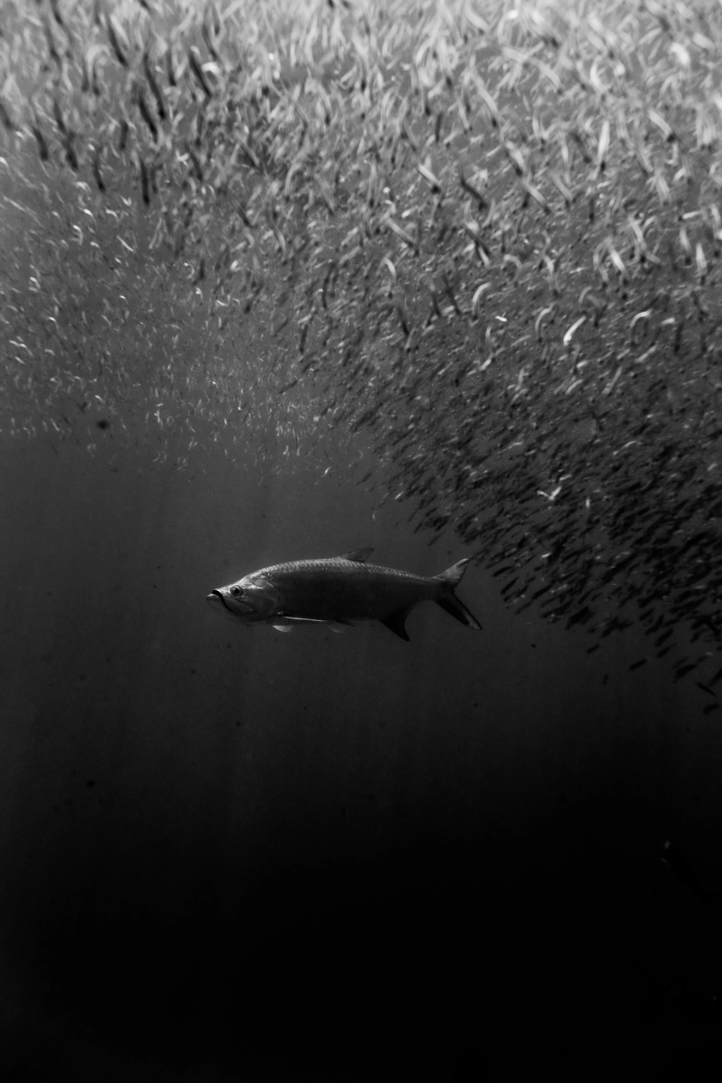 Tarpon.jpg
