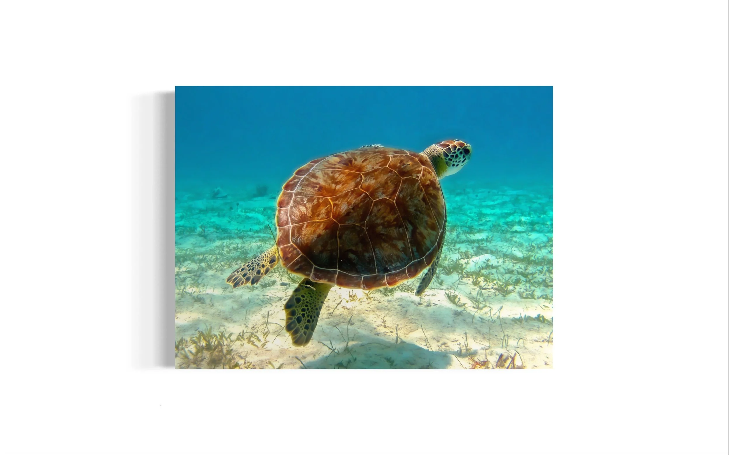 Sea Turtle