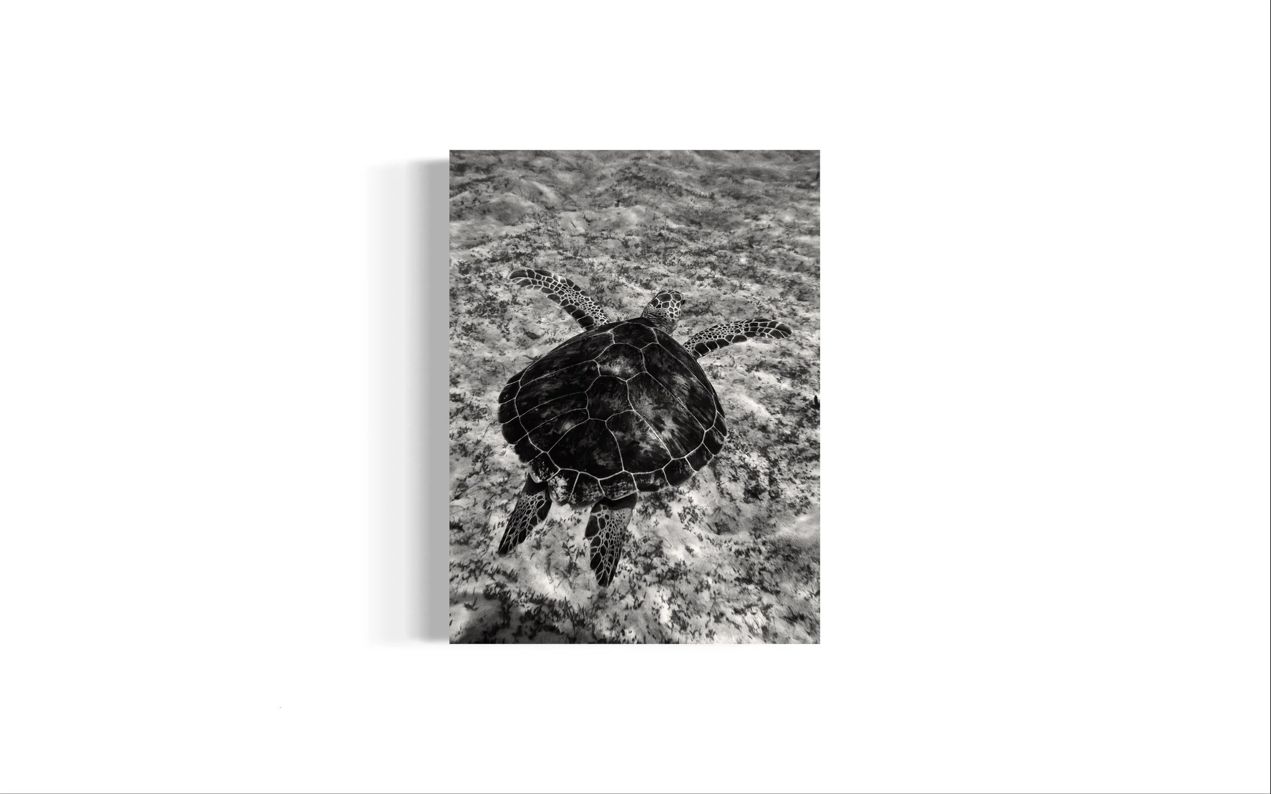 BW Turtle