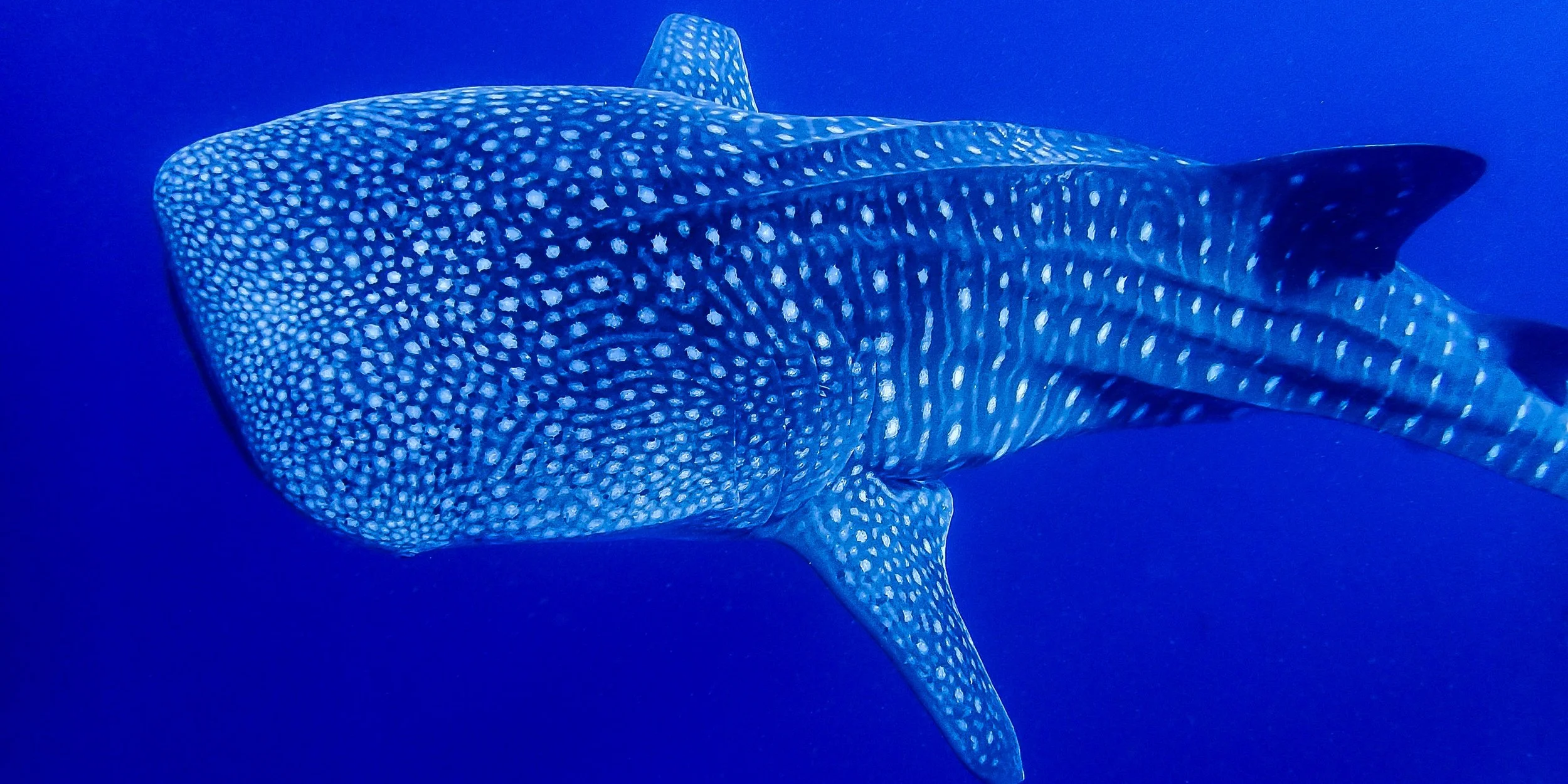 Whale Shark