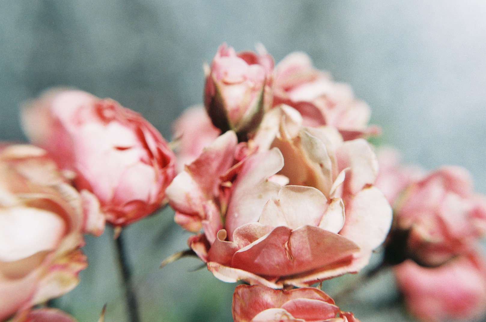 Roses in Italy