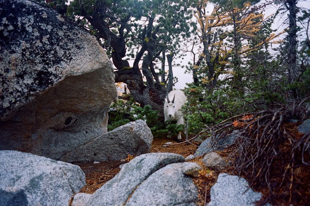 7_151019_Enchantments Hike_roll-02.jpg
